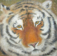 Tygr z "Oazy pre tigre"